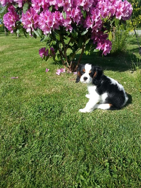 Lolita Du destin d'un petit roi