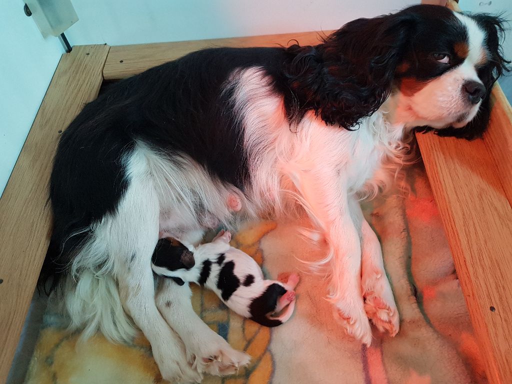 Du Lotus Du Gange - Cavalier King Charles Spaniel - Portée née le 30/08/2019