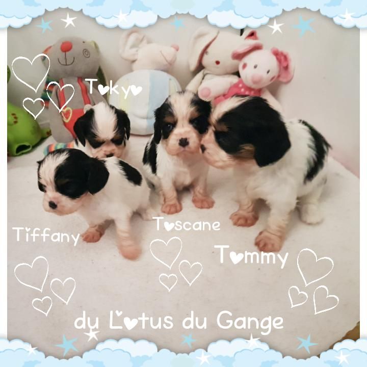 chiot Cavalier King Charles Spaniel Du Lotus Du Gange