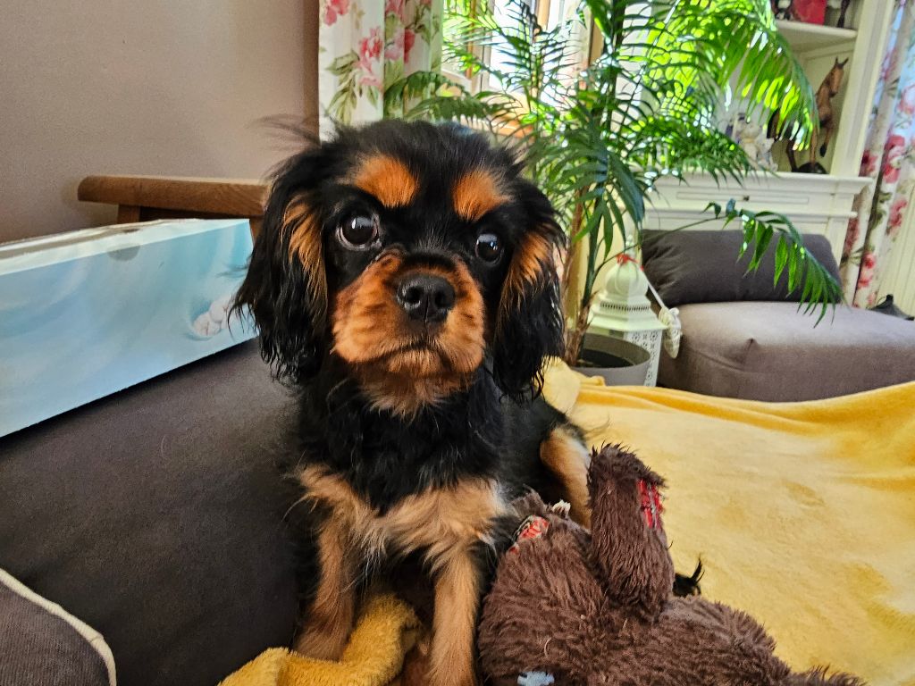 Du Lotus Du Gange - Chiot disponible  - Cavalier King Charles Spaniel