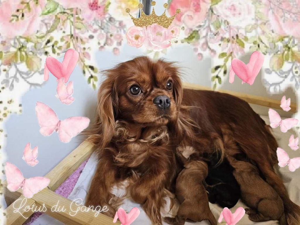 chiot Cavalier King Charles Spaniel Du Lotus Du Gange