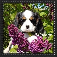 Raiponce