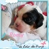 Romy