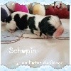 Schopin