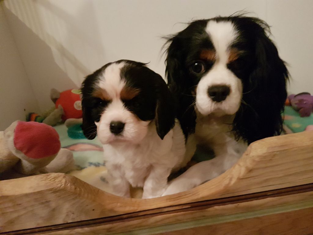 Du Lotus Du Gange - Cavalier King Charles Spaniel - Portée née le 29/11/2018