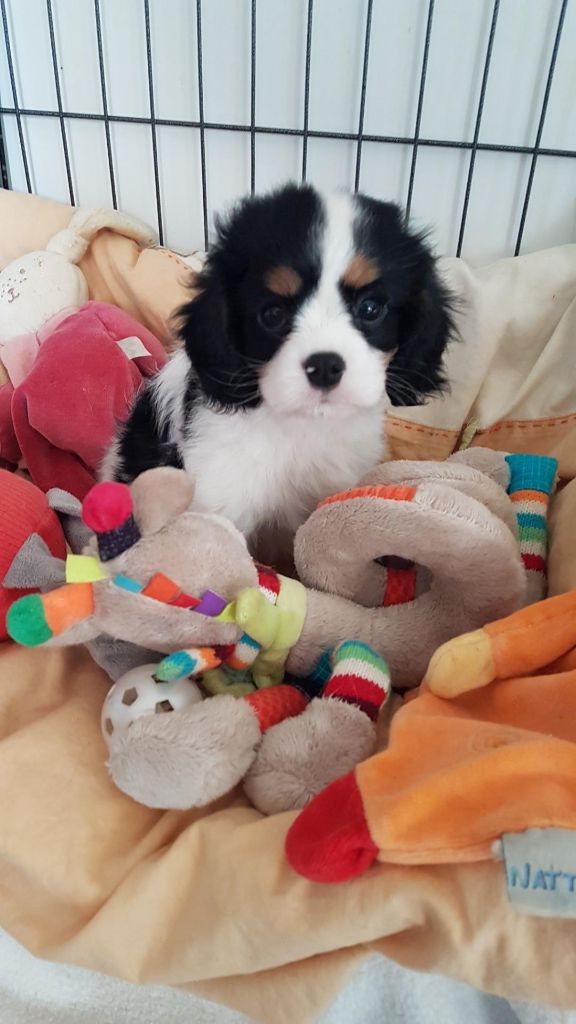Princesse Prune 22/02/2019 Lolita & Nino