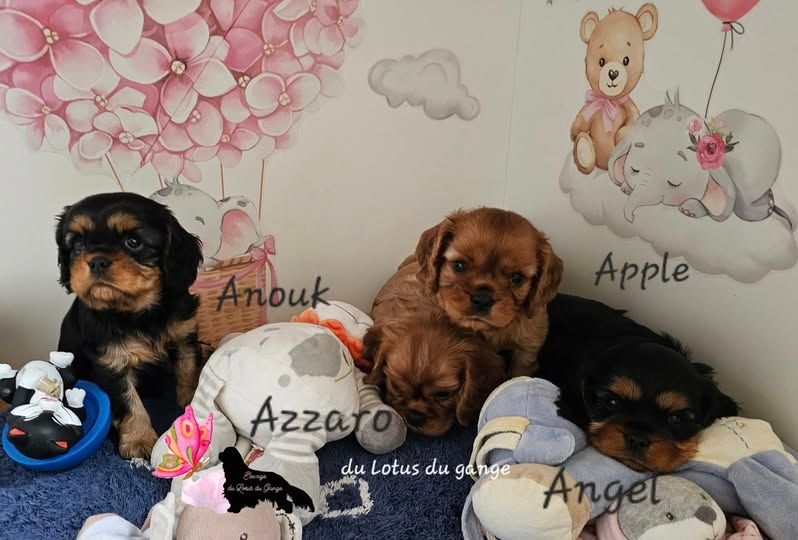 Du Lotus Du Gange - Cavalier King Charles Spaniel - Portée née le 27/09/2025
