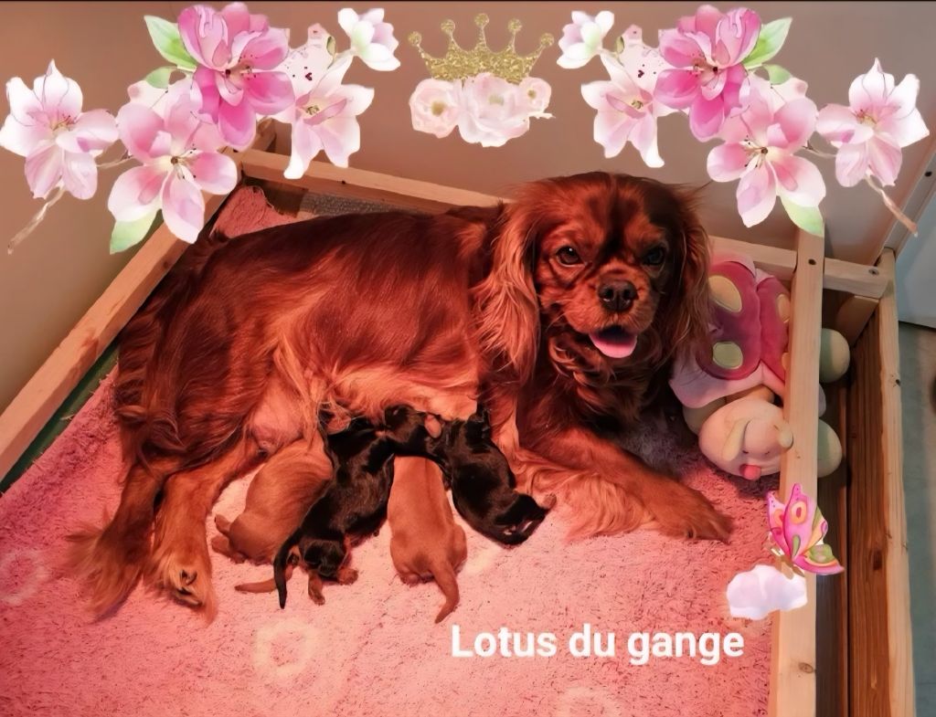 Chiot Cavalier King Charles Spaniel Du Lotus Du Gange