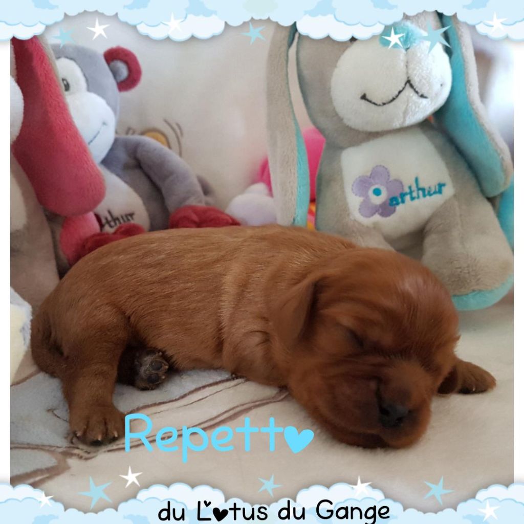 Du Lotus Du Gange - Cavalier King Charles Spaniel - Portée née le 29/08/2020